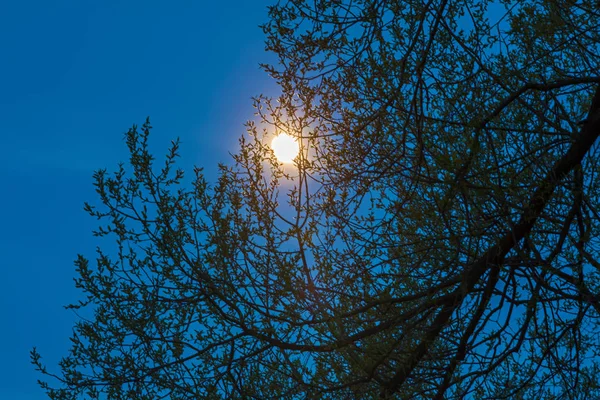 Branch e la luna — Foto Stock