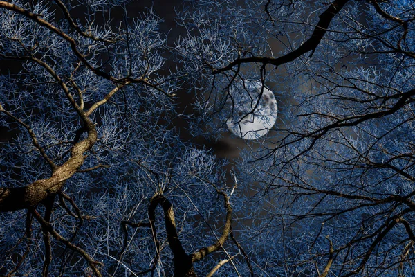 Branch e la luna — Foto Stock