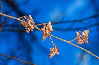 Sarı yapraklar. Sonbahar