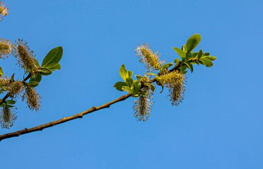 Çiçekler Bahar (Salix willow)