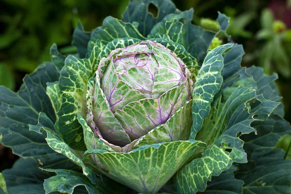 The ornamental kale — Stock Photo, Image