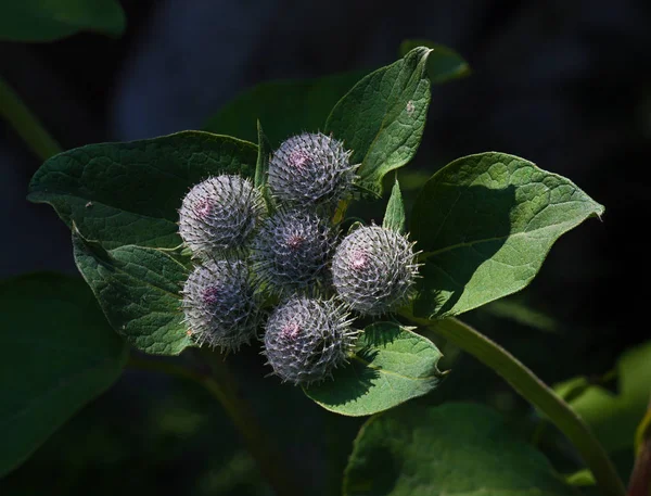 Thistle bush in een tuin — Stockfoto