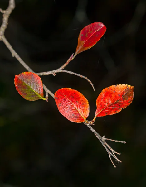 Gele bladeren. herfst — Stockfoto