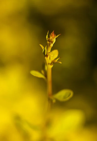 Klíčky dřišťál — Stock fotografie