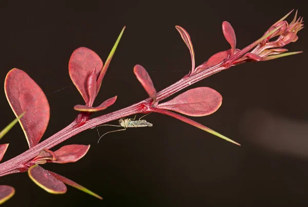 Skott av Berberis — Stockfoto