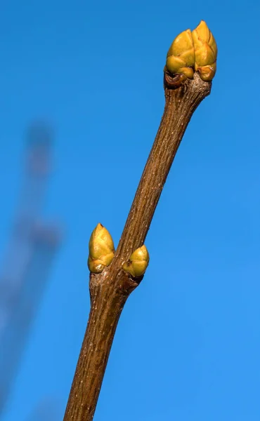 春 (Salix ヤナギの花) — ストック写真