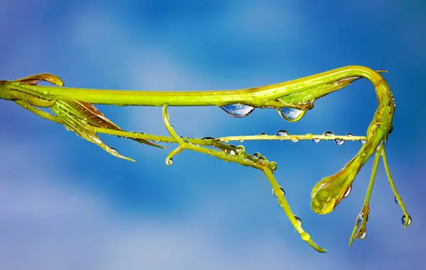 The sprouts of maiden grapes — Stock Photo, Image