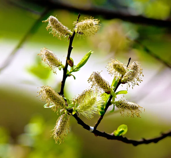 Flores Sauce primavera (Salix ) — Foto de Stock