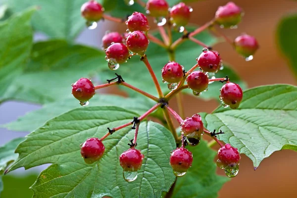 Piros bogyós gyümölcsök a guelder-Rózsa — Stock Fotó