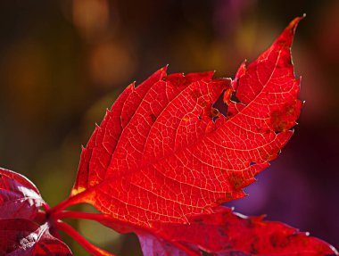 Bakire üzüm kırmızı lahanası