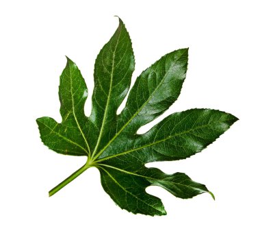 İzole yaprak yeşil