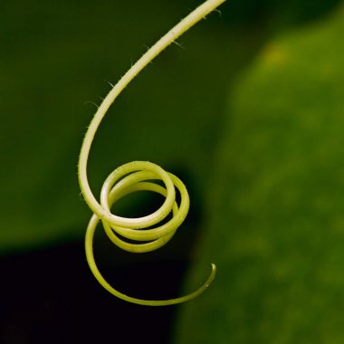 Sera içinde salatalık büyüyen