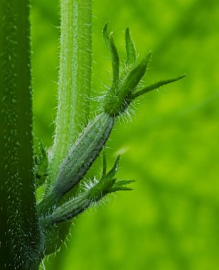 Sera içinde salatalık büyüyen