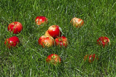 Çimlerin üzerinde olgun elmalar