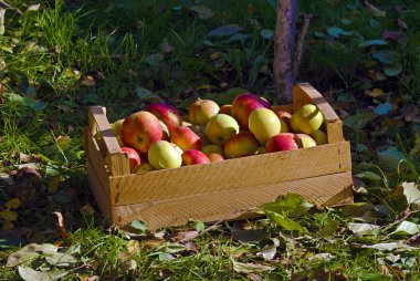 Yeşil domates mutant