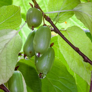 Actinidia kivi sonbahar