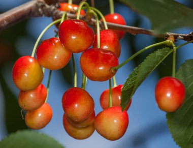 Yeşil domates mutant