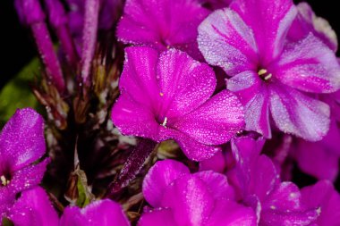 Kırmızı çiçek phlox