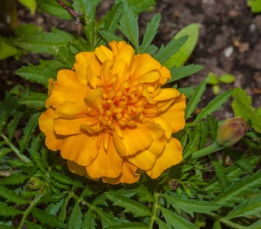 sarı çiçek kadife çiçeği