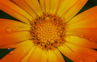 sarı calendula çiçek