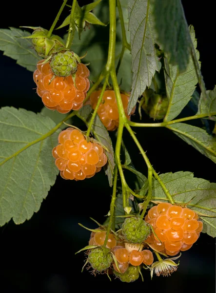 Groene tomaat mutant — Stockfoto