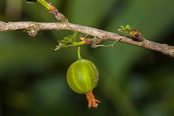 Green Tomato mutant — Stock Photo, Image