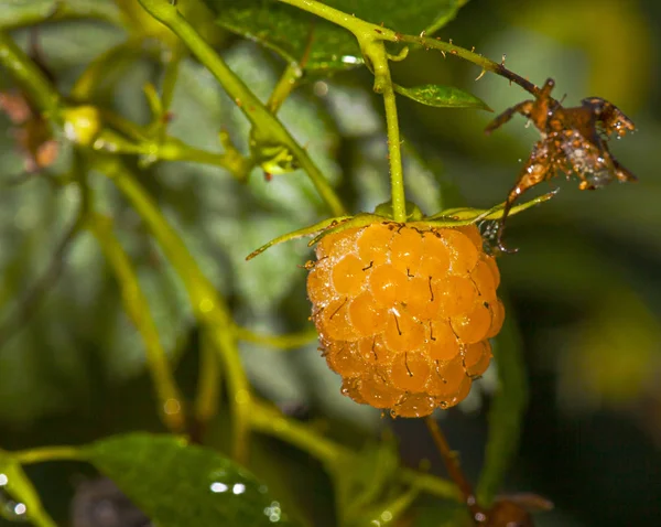 Yeşil domates mutant — Stok fotoğraf