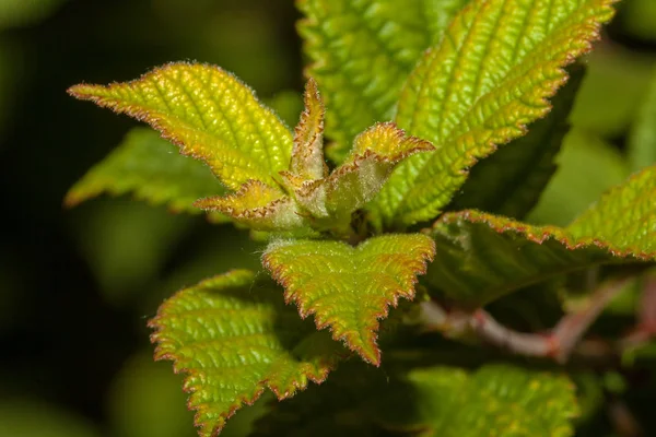 Young shoots of raspberries — Stock Photo, Image