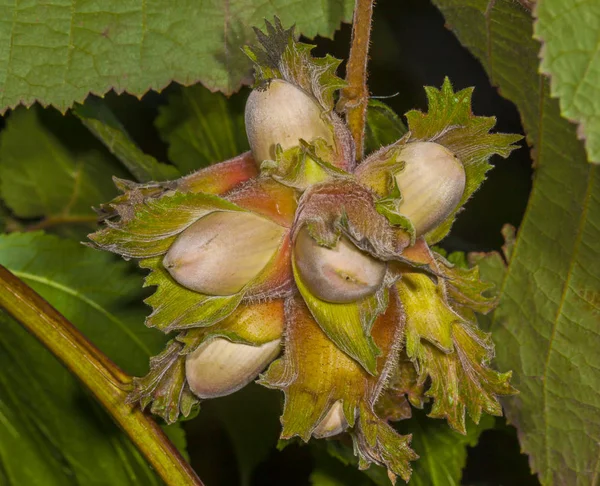 Die Frucht Hasel — Stockfoto