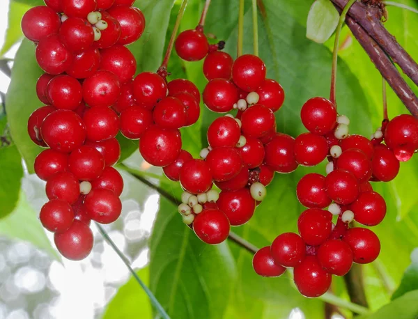 Anggur Schisandra musim gugur — Stok Foto