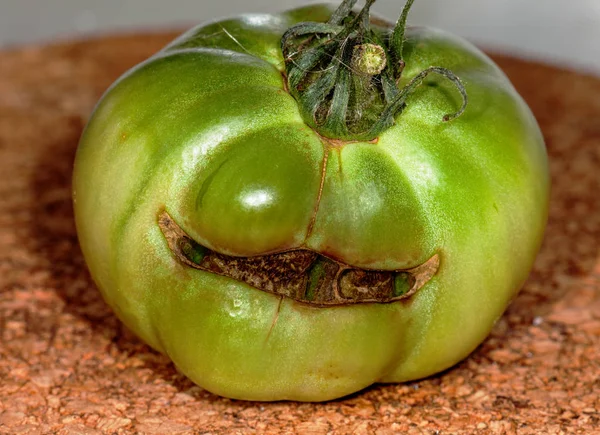 Green Tomato mutant — Stock Photo, Image