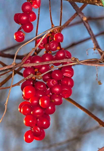 Anggur Schisandra musim gugur — Stok Foto