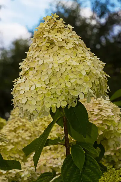 White flower hydrangea — Stock Photo, Image