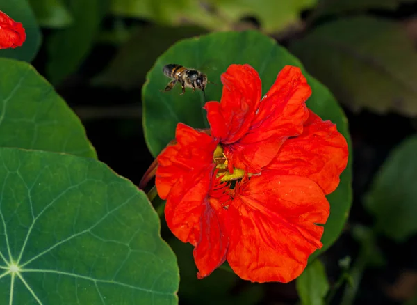 Kırmızı çiçeği nasturtium — Stok fotoğraf