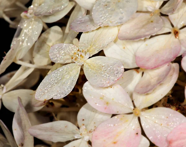 Witte bloem hortensia — Stockfoto