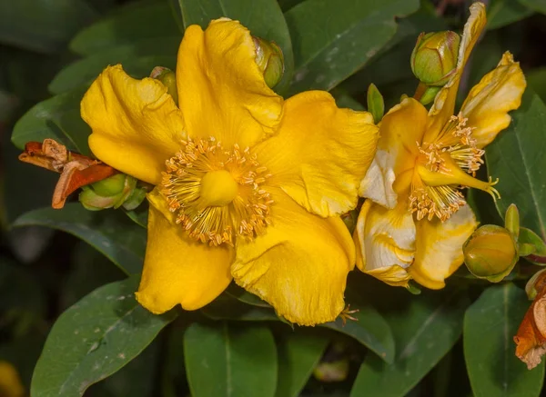 Hierba amarilla de San Juan flores plantas —  Fotos de Stock