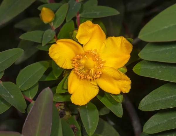 Millepertuis jaune fleurs plantes — Photo