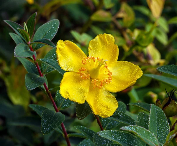 Цветки жёлтого зверобоя — стоковое фото