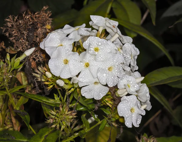 Biały kwiat Phlox — Zdjęcie stockowe