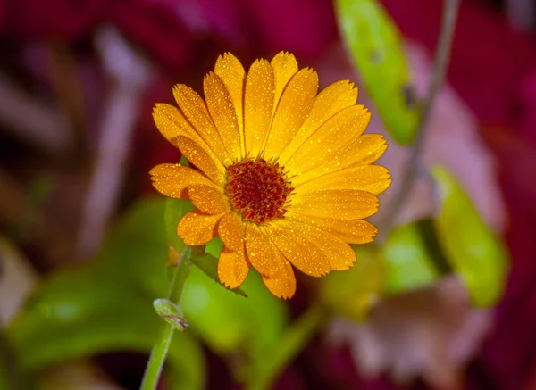 Λουλούδι κίτρινο Καλέντουλα — Φωτογραφία Αρχείου