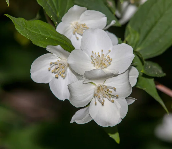 Witte bloem jasmijn — Stockfoto