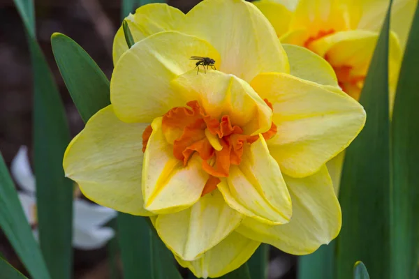 Narcisse jaune Fleur — Photo