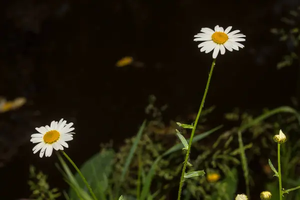 Flor branca kosmeya — Fotografia de Stock