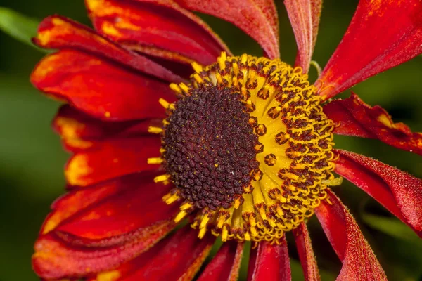 Κόκκινο λουλούδι Helenium autumnale — Φωτογραφία Αρχείου