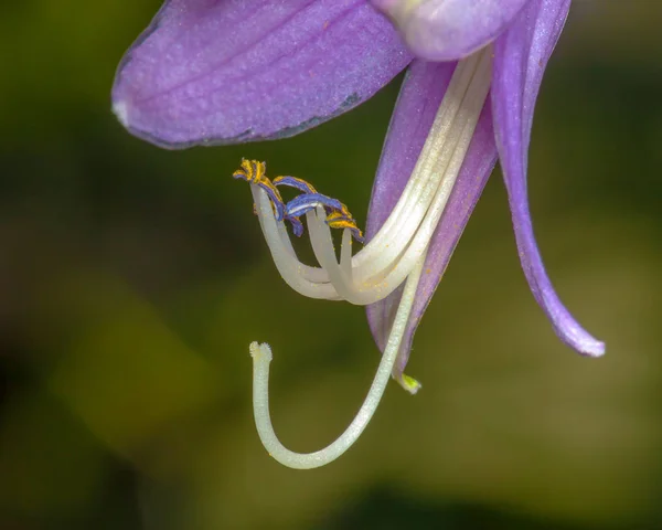 Růžový květ Hosta — Stock fotografie