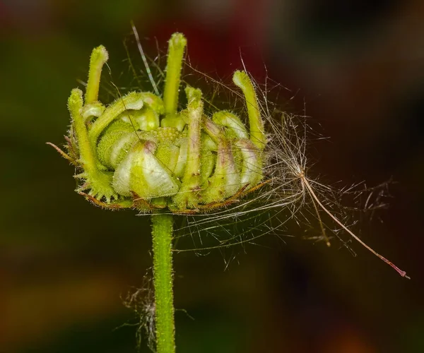 Квітка космея в саду — стокове фото