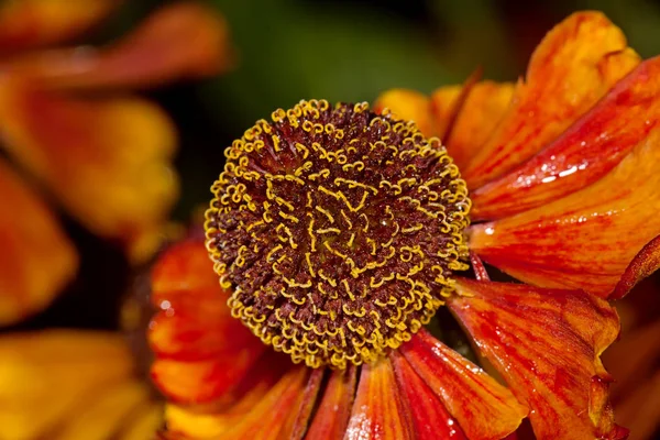 Κόκκινο λουλούδι Helenium autumnale — Φωτογραφία Αρχείου