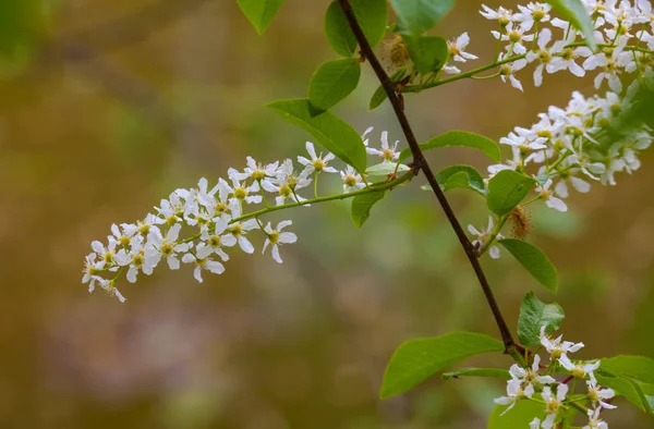 White flower in the garden — Stock Photo, Image
