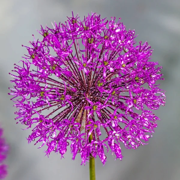 Kırmızı allium çiçek — Stok fotoğraf