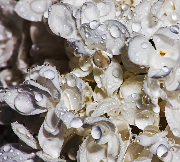 Weiße Blütensyringa — Stockfoto